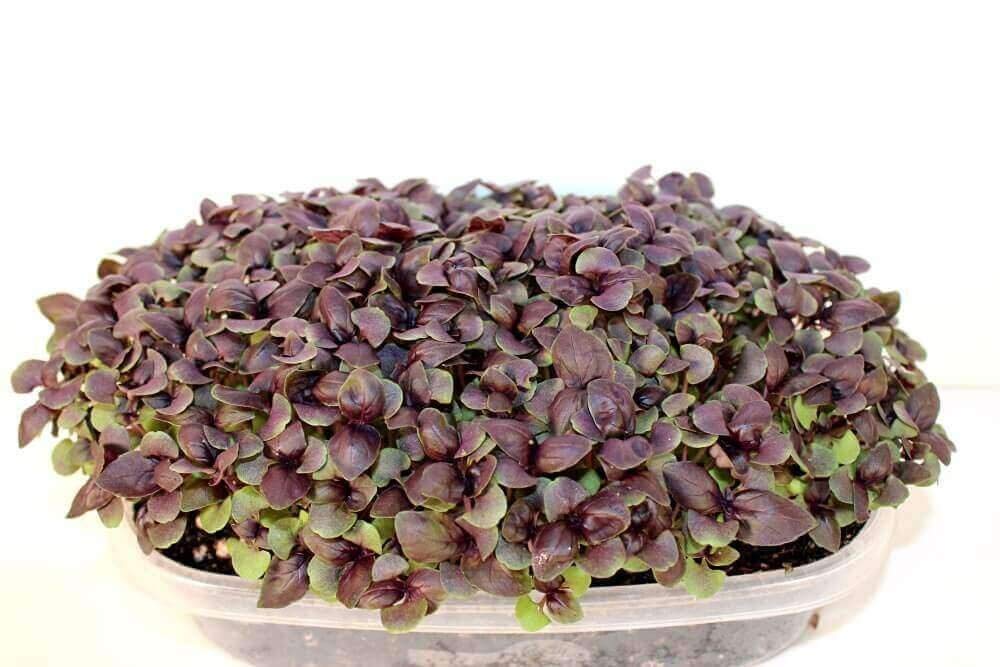 16165077231 Purple Basil.jpg